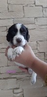 CHIOT