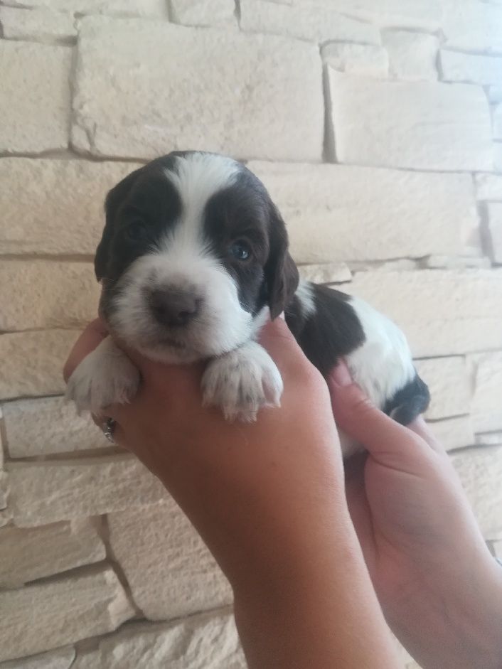 de l'Etang des Huit Près - English Springer Spaniel - Portée née le 03/09/2019